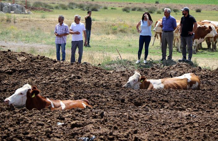 Erzincan'da şaşkına çeviren görüntü! İnekleri tarlada bu halde buldular