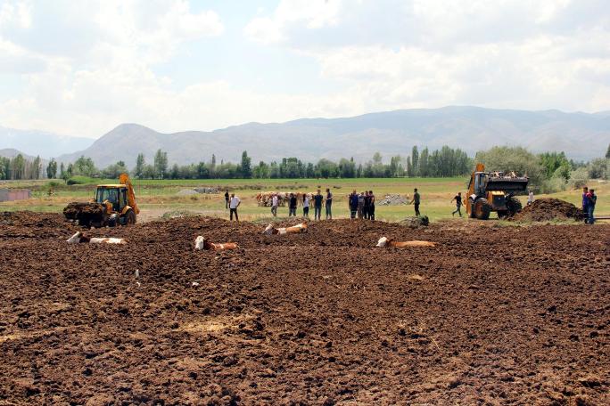 Erzincan'da şaşkına çeviren görüntü! İnekleri tarlada bu halde buldular