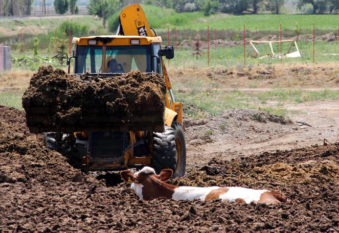 Erzincan'da şaşkına çeviren görüntü! İnekleri tarlada bu halde buldular