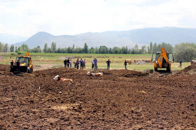 Erzincan'da şaşkına çeviren görüntü! İnekleri tarlada bu halde buldular