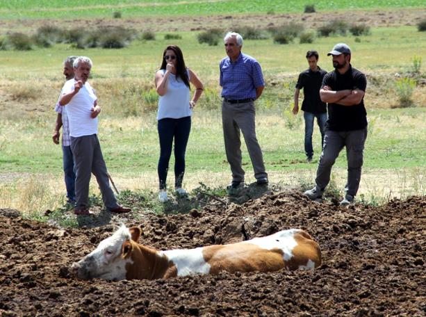 Erzincan'da şaşkına çeviren görüntü! İnekleri tarlada bu halde buldular