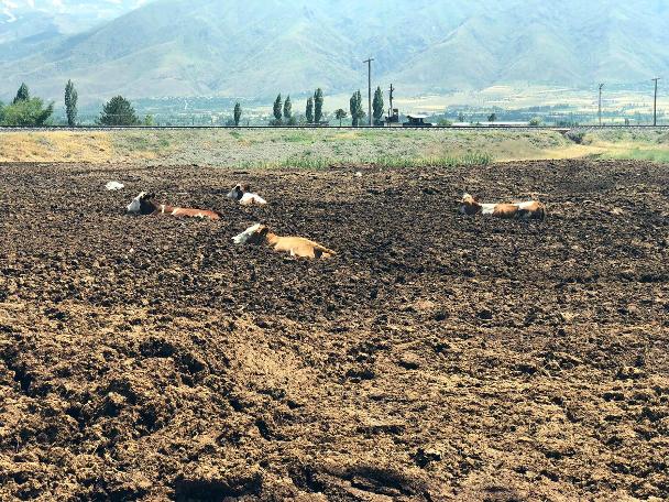 Erzincan'da şaşkına çeviren görüntü! İnekleri tarlada bu halde buldular