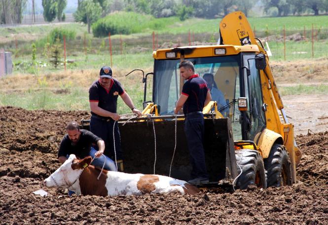 Erzincan'da şaşkına çeviren görüntü! İnekleri tarlada bu halde buldular