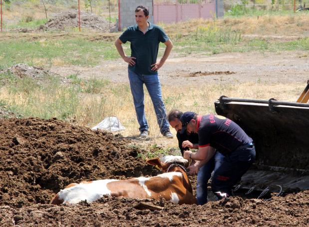 Erzincan'da şaşkına çeviren görüntü! İnekleri tarlada bu halde buldular