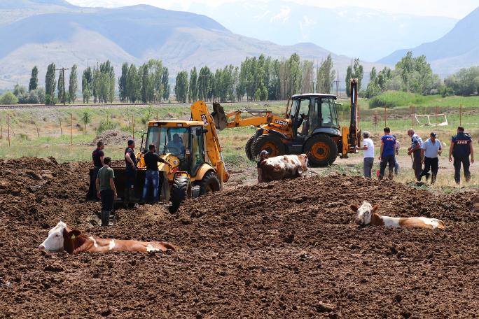 Erzincan'da şaşkına çeviren görüntü! İnekleri tarlada bu halde buldular