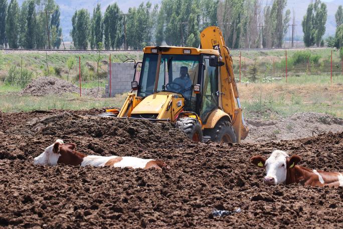 Erzincan'da şaşkına çeviren görüntü! İnekleri tarlada bu halde buldular