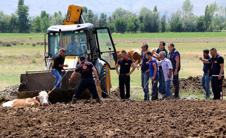 Erzincan'da şaşkına çeviren görüntü! İnekleri tarlada bu halde buldular