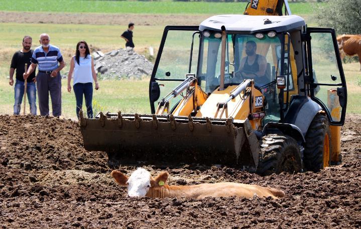 Erzincan'da şaşkına çeviren görüntü! İnekleri tarlada bu halde buldular