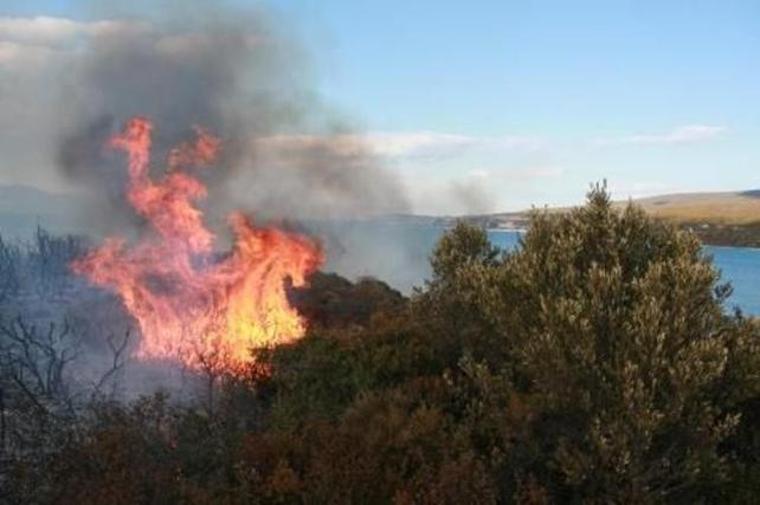 Urla'da orman yangını (26.06.2019)