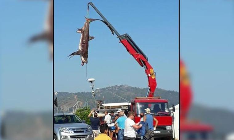 Fethiye'de 3 metre boyunda köpek balığı!