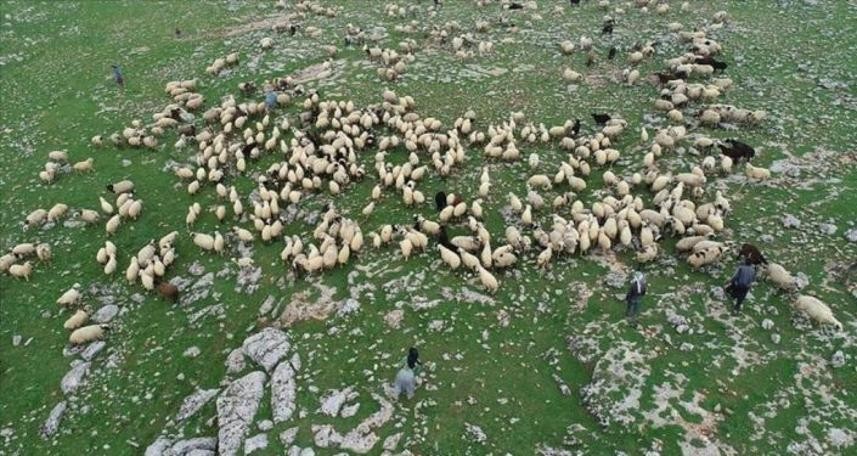 Çoban değil 'sürü yöneticisi'