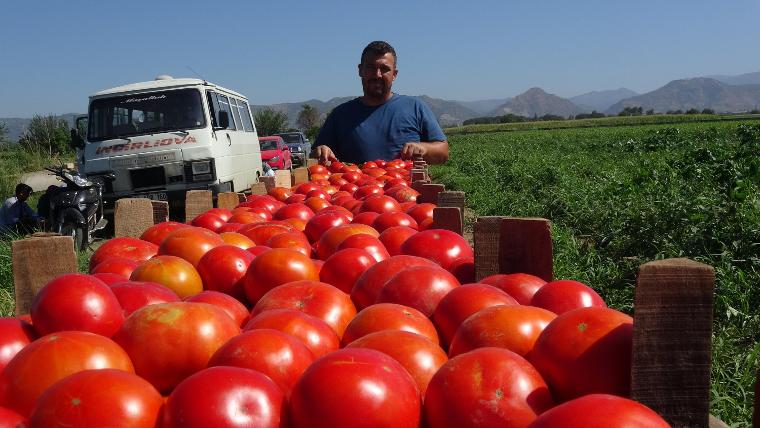 İşte domatesin tarladaki fiyatı