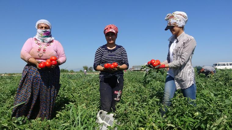 İşte domatesin tarladaki fiyatı