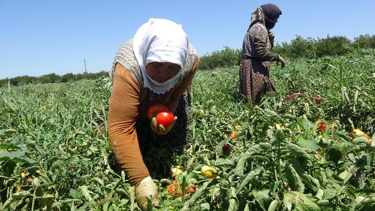 İşte domatesin tarladaki fiyatı