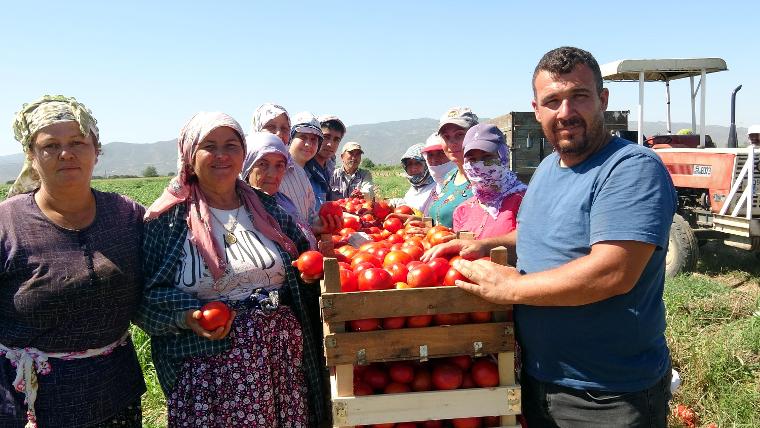 İşte domatesin tarladaki fiyatı