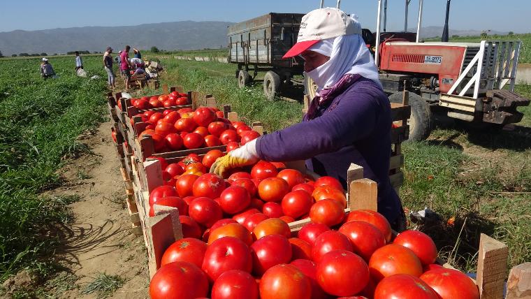 İşte domatesin tarladaki fiyatı