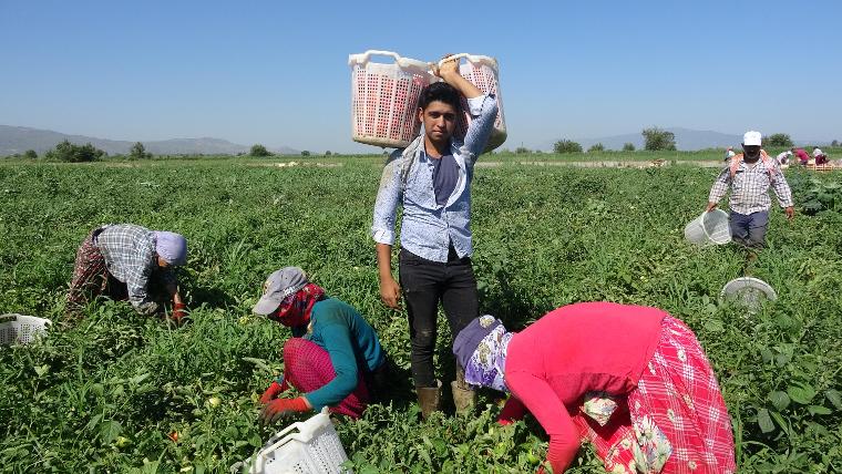 İşte domatesin tarladaki fiyatı