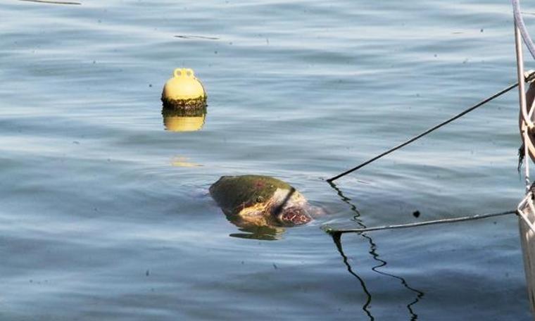 Caretta caretta'ya görülmemiş eziyet: Taşla vurup üzerine bindiler