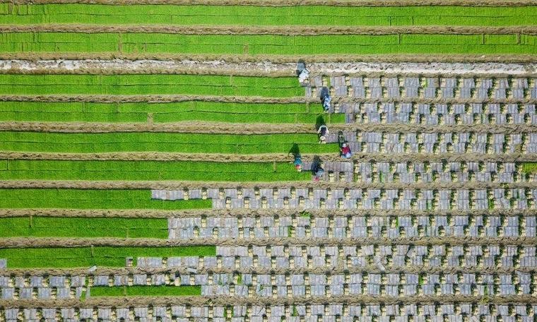 2050'de 10 milyar insanı beslemenin 5 yolu