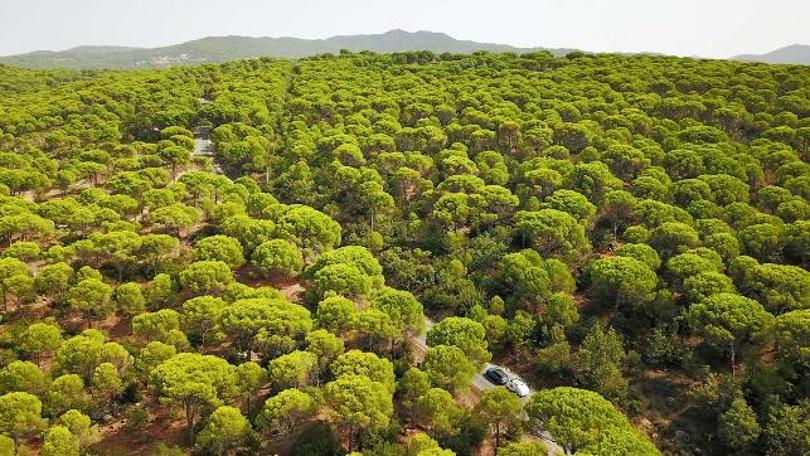 Bergama Kozak Yaylası'nda çam fıstığı üretimindeki düşüş TBMM'ye taşındı