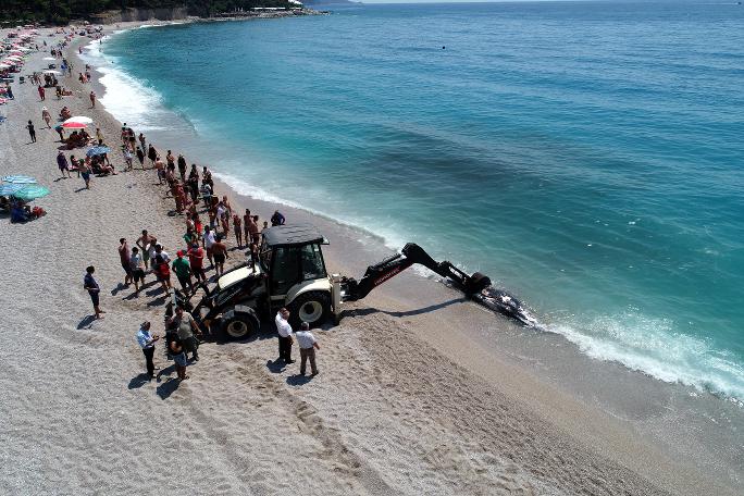 Fethiye'de ölü balina karaya vurdu!