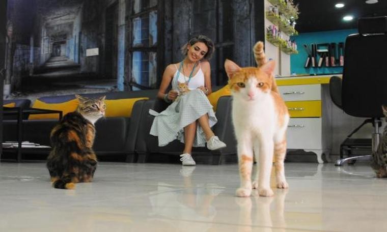 Kuaföründe 15 kedi ile birlikte çalışıyor (14.07.2019)