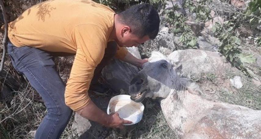 Vicdansızlık: Atı, ölüme terk ettiler