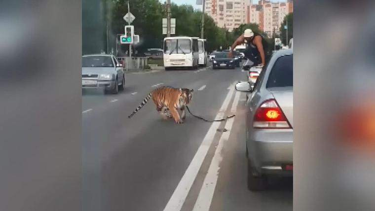 Akılalmaz olay: Otomobilden kaplan atladı