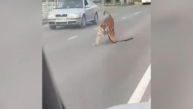 Akılalmaz olay: Otomobilden kaplan atladı