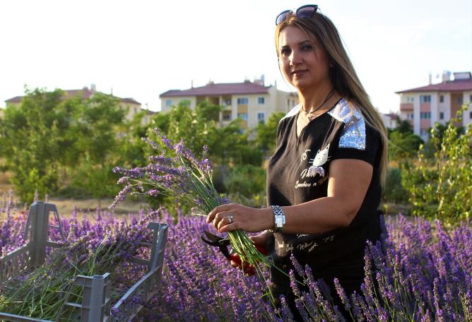 Van Gölü kıyısında lavanta ve ekinezya hasadı