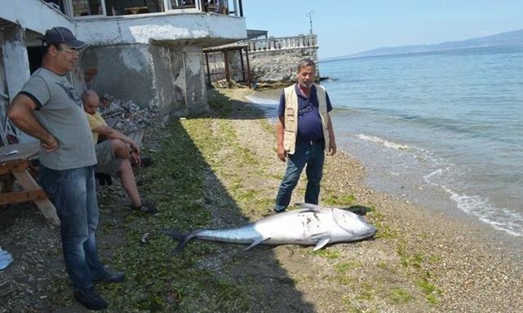 90 kiloluk orkinos sahile vurdu