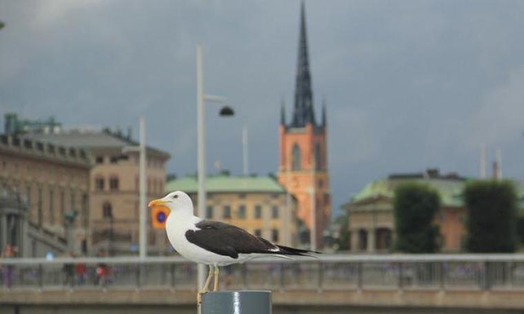 Stockholm’ün gürültücü martıları