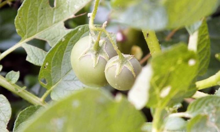 Herkes domates sanmıştı bakın ne çıktı