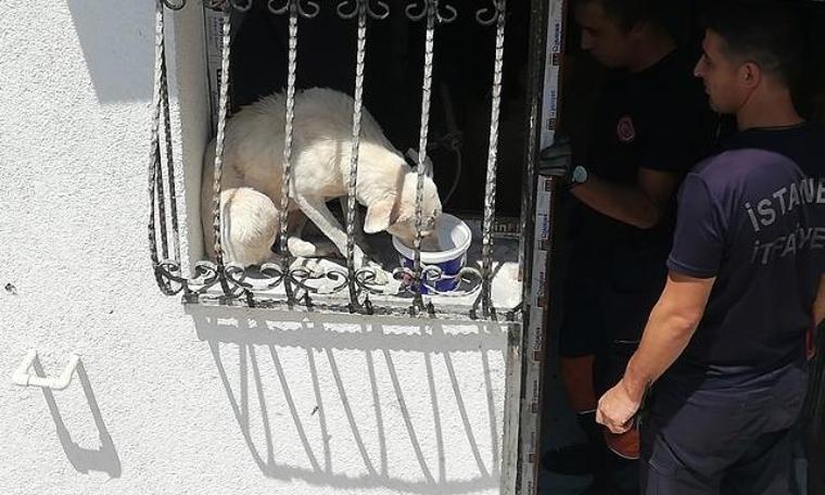 Pencere parmaklıklarına sıkışan köpek, güneşin altında 2 gün boyunca aç susuz kaldı