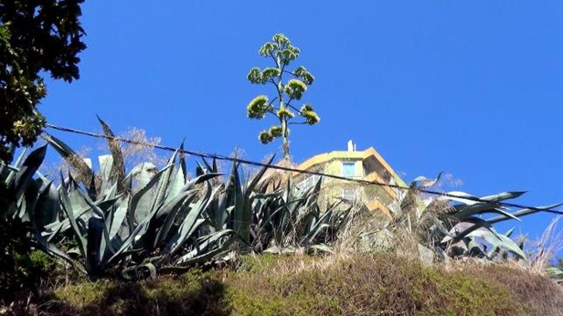 UNESCO'nun dünya kültür mirası listesinde bulunan Agave Silivri'de açtı