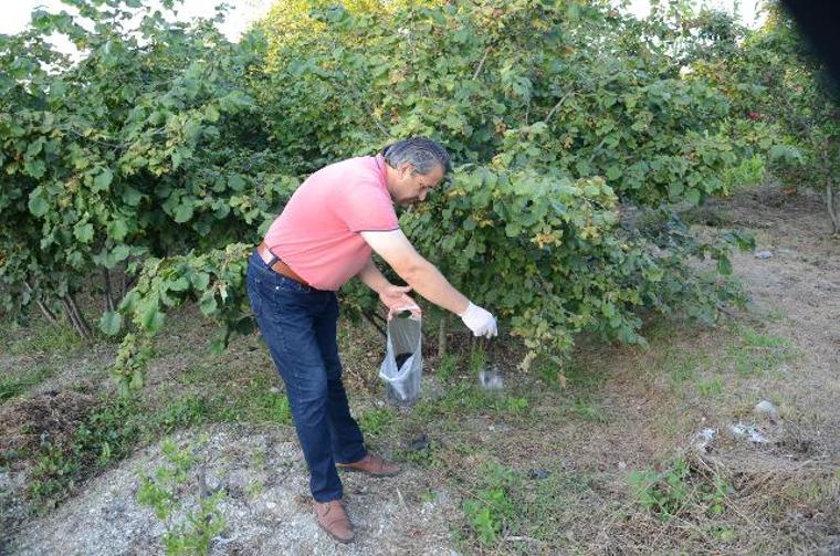 Tarlasını domuzlardan saç kılıyla koruyor