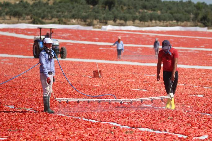 İzmir ovaları kırmızıya büründü: Avrupa ve Amerika’ya kilosu 4 Avro'dan ihraç ediliyor