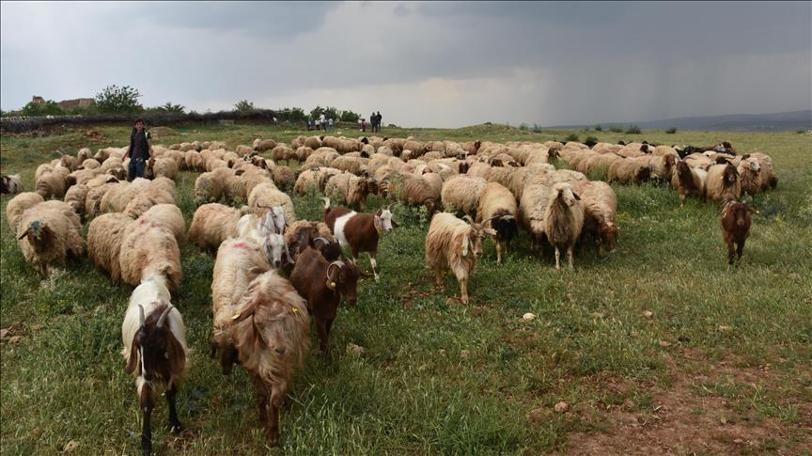 Bakanlığın dağıttığı hayvanlarda veba şüphesi, o il karantinaya alındı