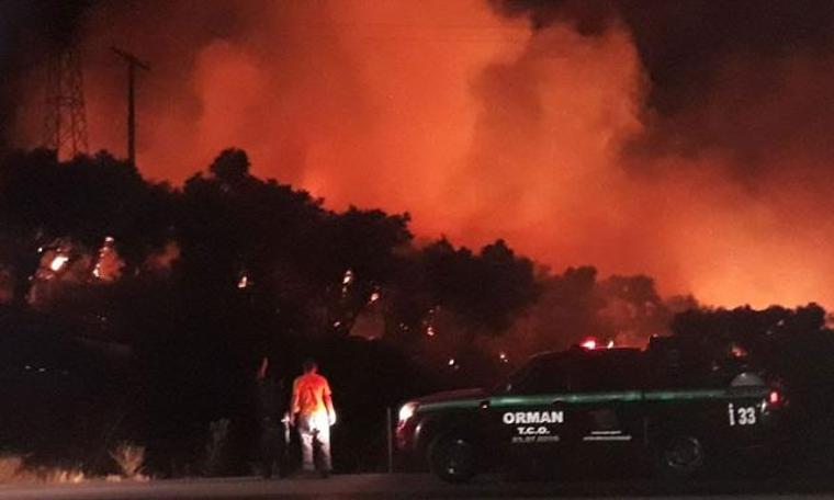 İzmir’de zeytinlik alanda yangın