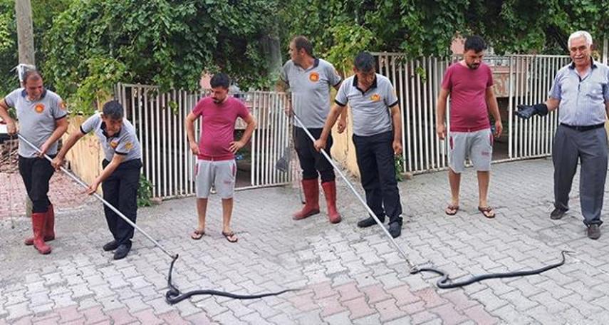 Eve giren yılan itfaiyeyi harekete geçirdi