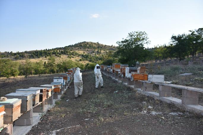 Arı zehrinin gramı 400 lira