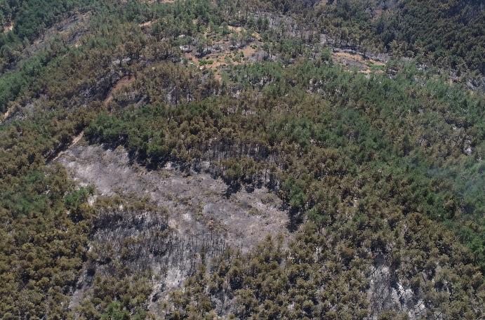 Marmara Adası'ndaki orman yangınında 80 hektar kül oldu