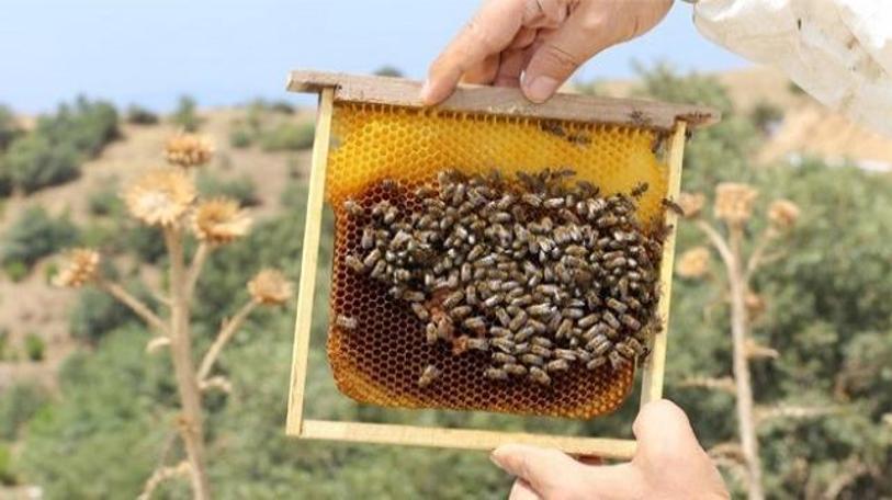 İzmir BB, Tahtalı Barajı’nda “bal ormanı” kurdu