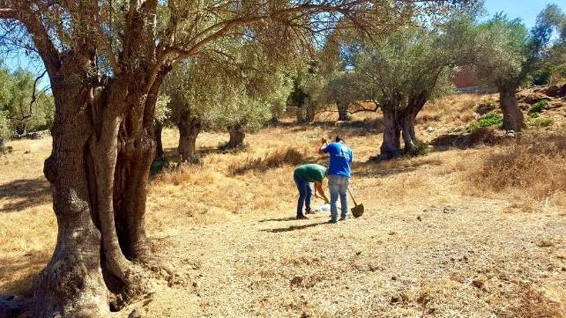 Bodrum Belediyesi'nden tarımsal kalkınma hamlesi