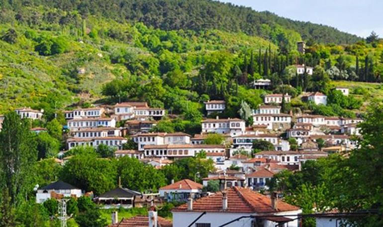 Şirince isyanı: ‘Binlerce zeytin ağacı kesilecek’