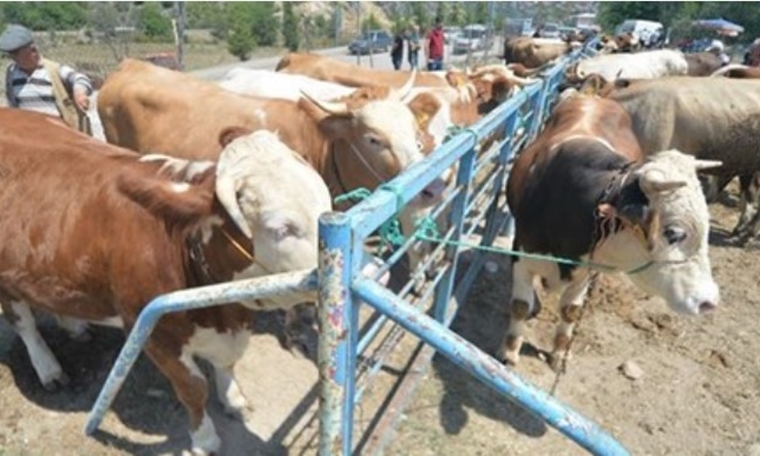 Kurbanda krediye 'şart'lı onay