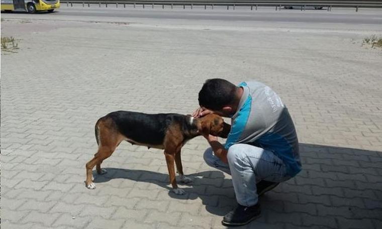 Karşıdan karşıya geçemeyen köpeğin yardımına koştular (02.08.2019)