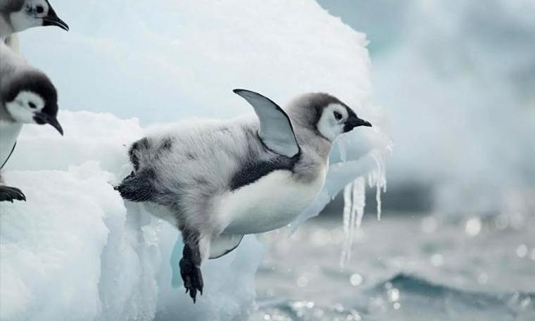 İklim değişikliği penguenleri tehdit ediyor