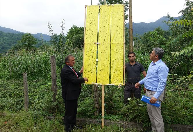 Artvin'de "Vampir kelebek" alarmı!