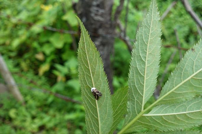 Artvin'de "Vampir kelebek" alarmı!